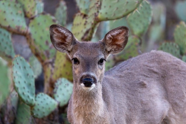 Coues Deer Coat Color