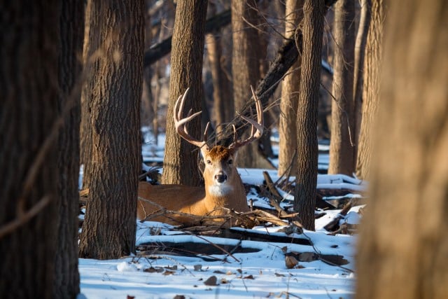 Deer Bedding Signs