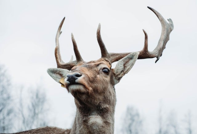 Deer Develop Antlers