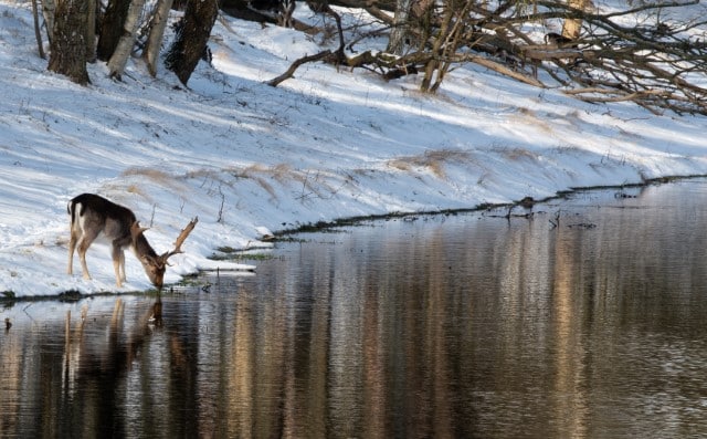 A Deer Drinking Water