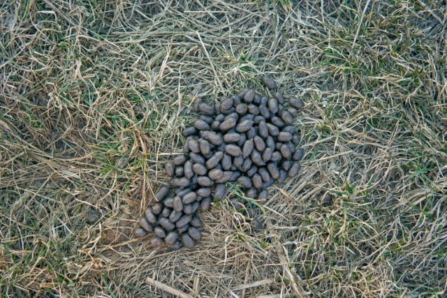 Deer Droppings