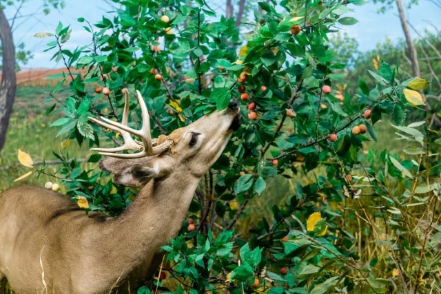 Deer Feeding Signs