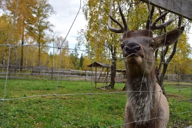 Deer Fencing Protects Geraniums