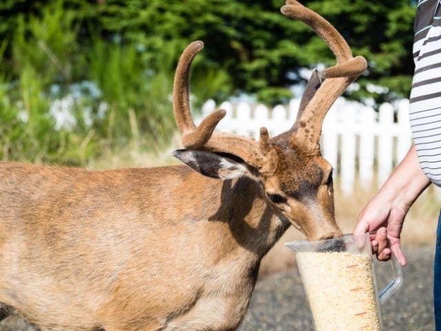 Deer Grain Mixes Are a Safe Choice 