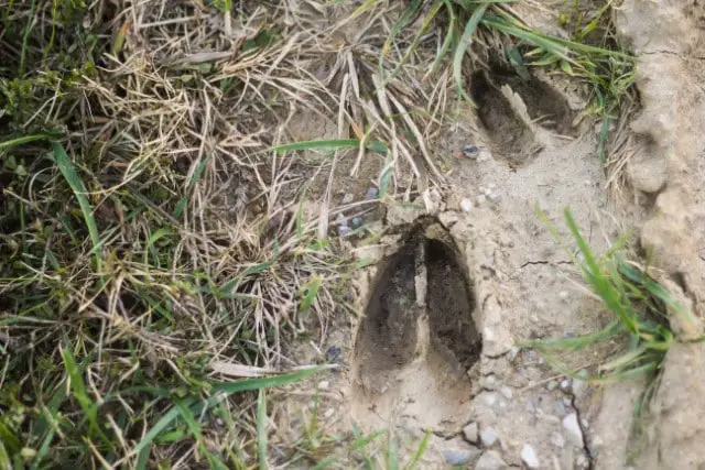 Deer Footprints or Tracks