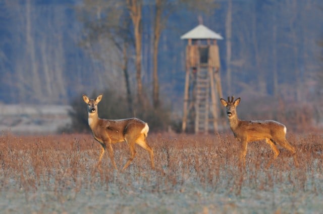 Deer Hunting Places