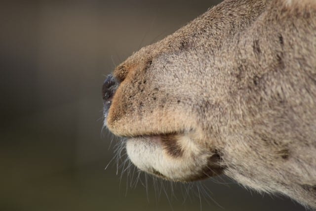 Deer Preorbital Glands