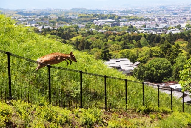 Deer-Proof Fence