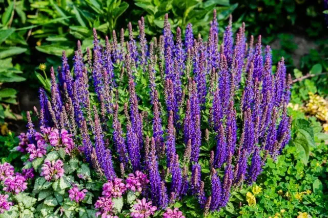 Deer Repellant Plants Lavender