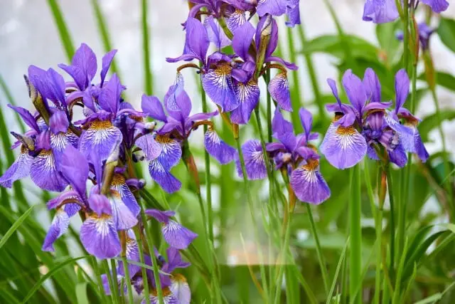 Deer Resistant Plant Siberian Iris