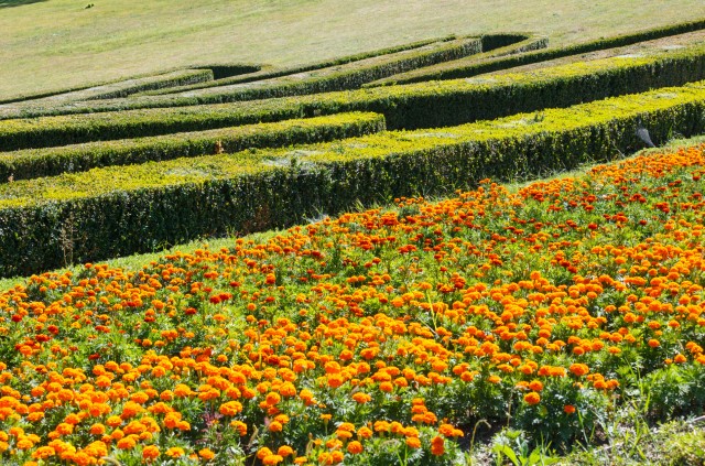 Deer Resistant Marigolds