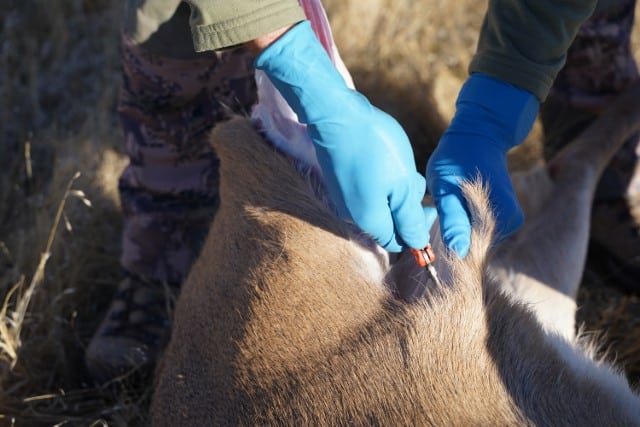 Deer Scent Gland Butchering