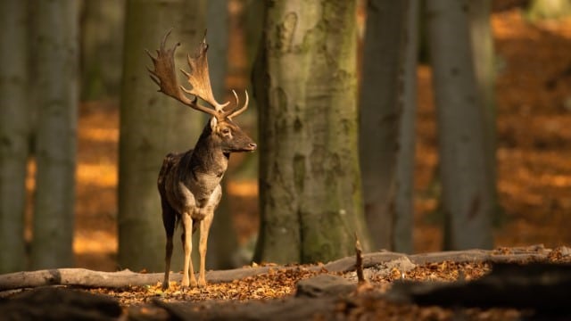 Deer See Colors, But They Are Partially Colorblind and Cannot See Orange