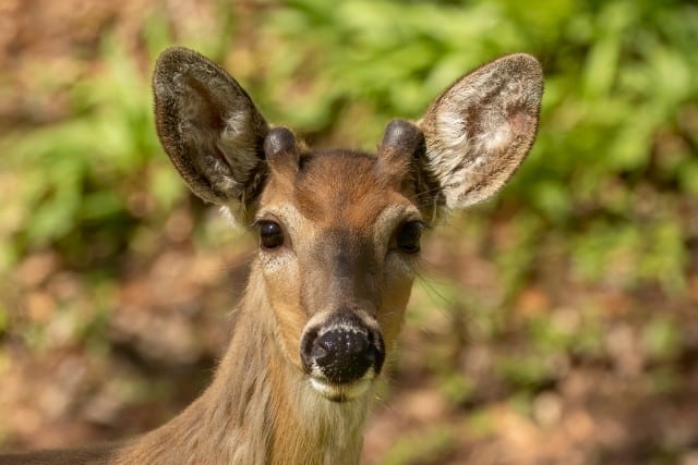 Deer Shed Their Antlers