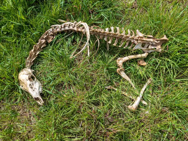 Deer Skeleton Anatomy