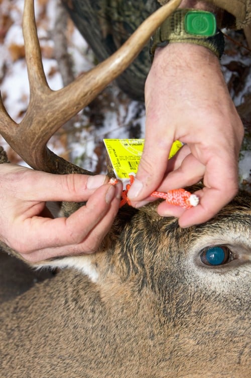 Deer Tags