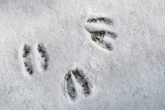 Deer Tracks in Snow