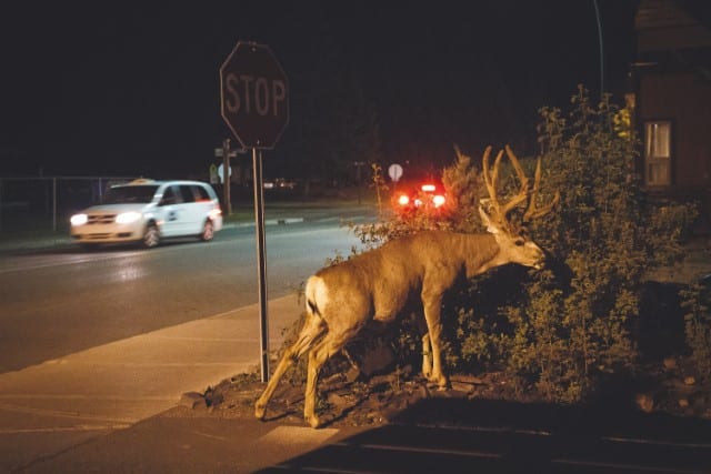 How Far Can Deer See at Night?