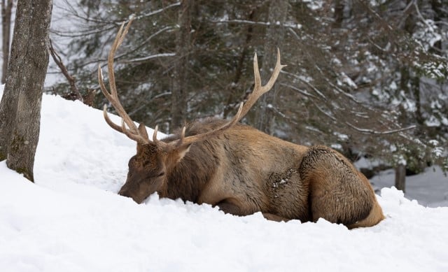 Differences Between Buck and Doe Beds 