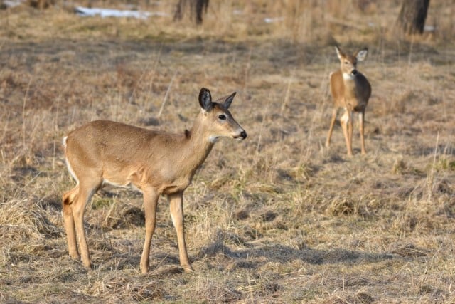 Do Both Bucks and Does Have Tarsal Glands?