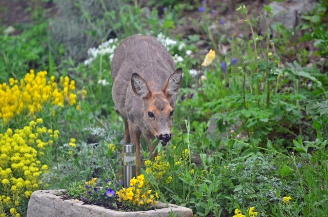  Do Deer Eat Dahlias?