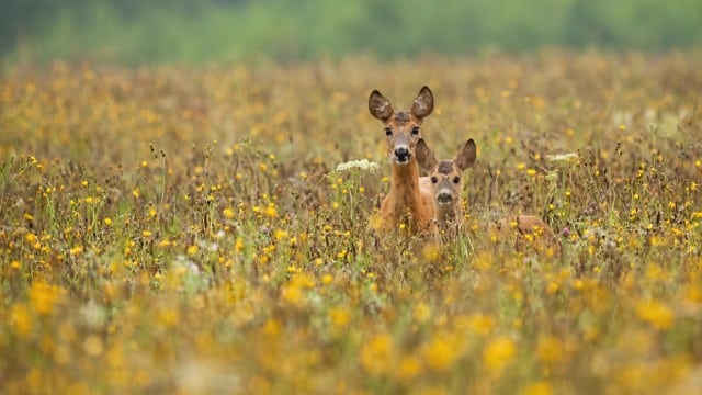 Do Deer Eat Mums?