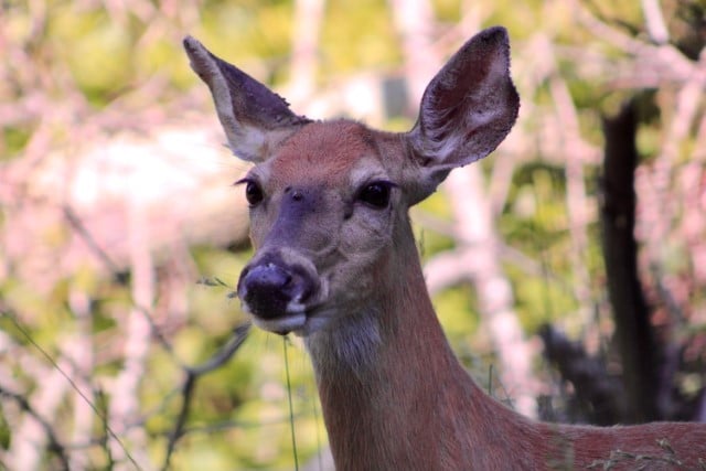 Do Deer Have Ticks?