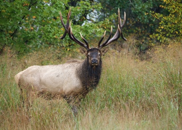 Does a Drop Tine Make a Deer Non-Typical?