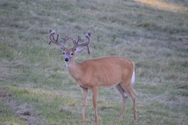 Drop Tine Antler Causes