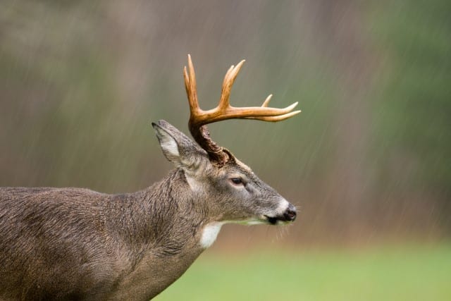 Symptoms of EHD in Deer - How to Tell if a Deer Has EHD?