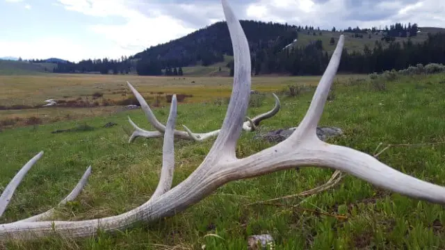Elk Shed Antler Hunting