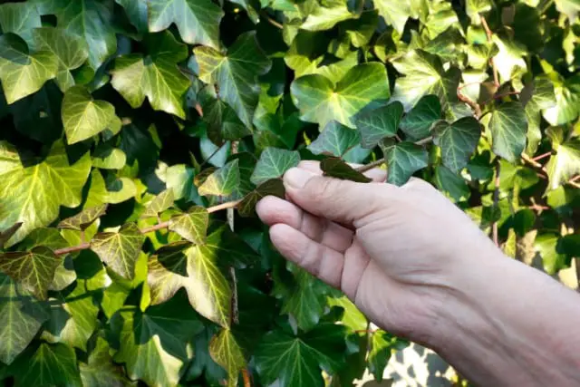English Ivy Deer Resistant Plant