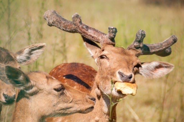 Will Deer Eat Bread?