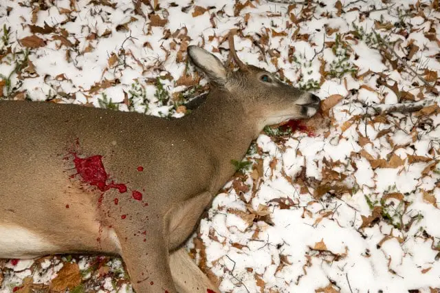 Finding a Wounded Deer