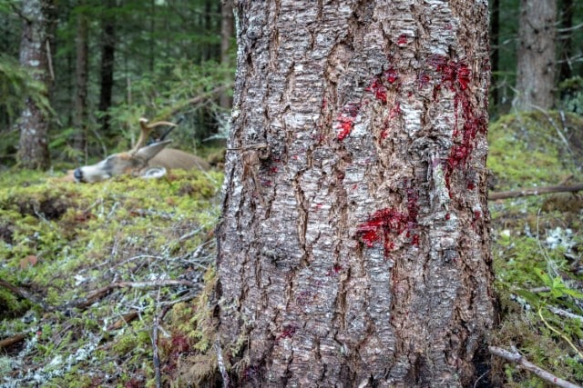 Following a Deer Blood Trail