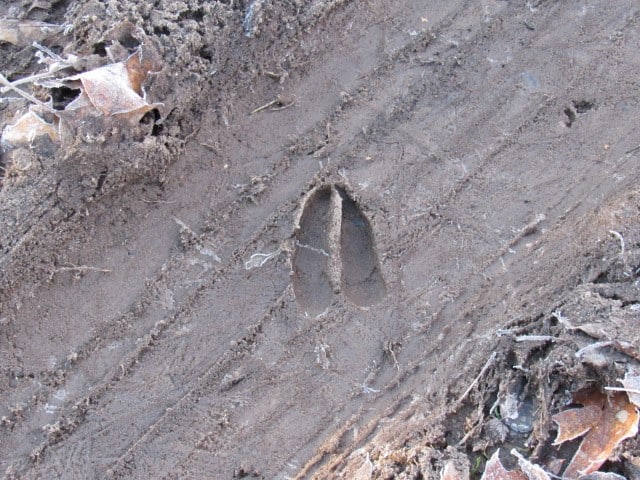 Fresh Deer Tracks