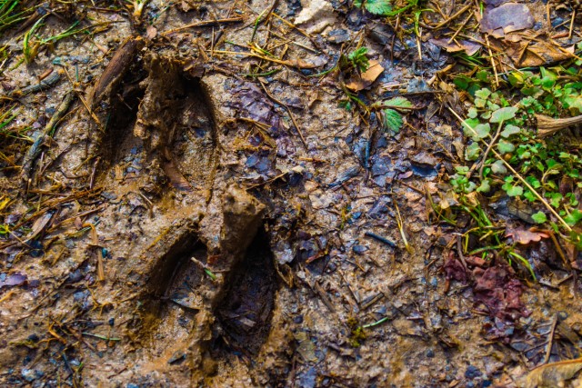 Fresh Deer Tracks