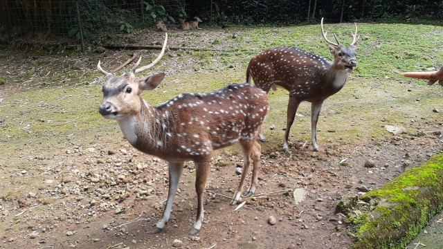 How Many Deer Per Acre