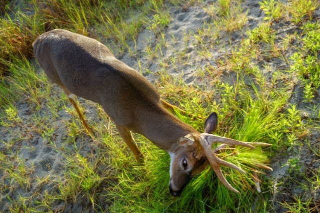 How Often Does a Buck Visit a Scrape?