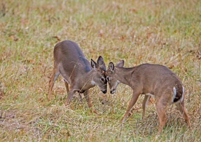 How Old is a Button Buck?