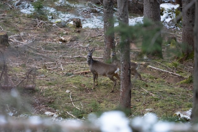 How Far Away Can A Deer See You?