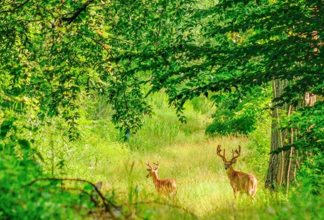 How to Get Close to Deer Without Being Detected?