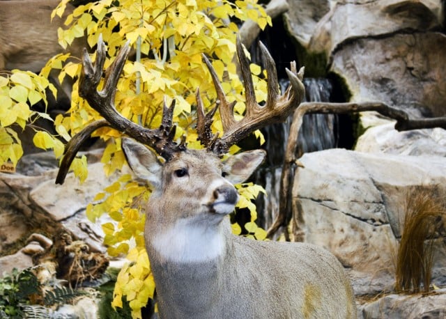 How to Hunt a Drop Tine Buck?