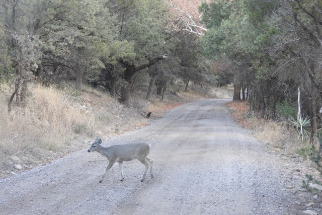 How to Hunt Coues Deer