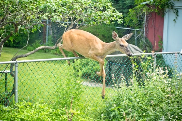 How Do You Keep Deer from Eating Dahlias?