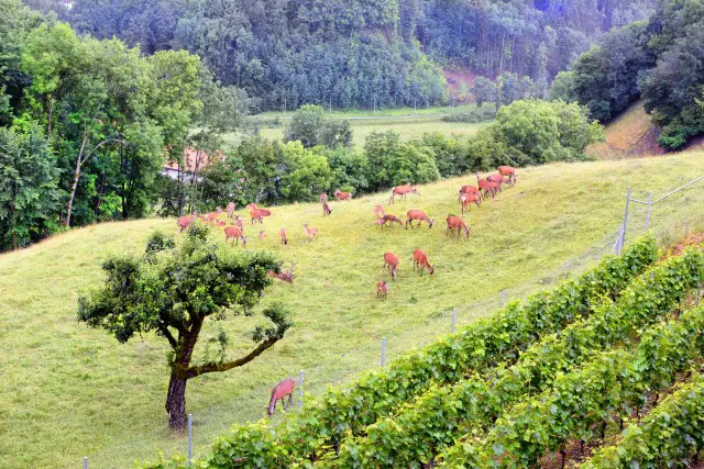 How to Keep Deer from Eating Grapes?