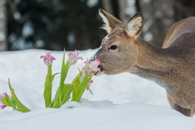 How to Keep Deer Out of Your Garden Beds?