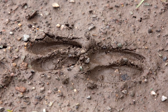 How to Read Deer Tracks?