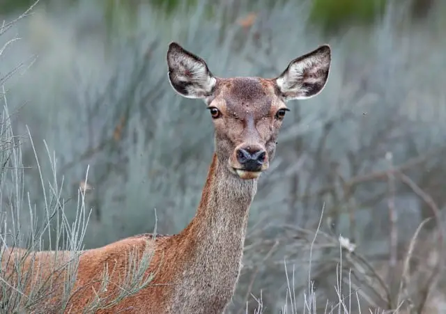How to Recognize a Sick Deer?