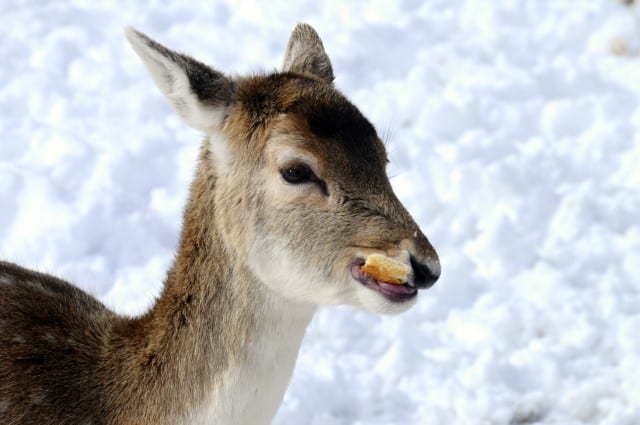 How to Safely Feed Deer